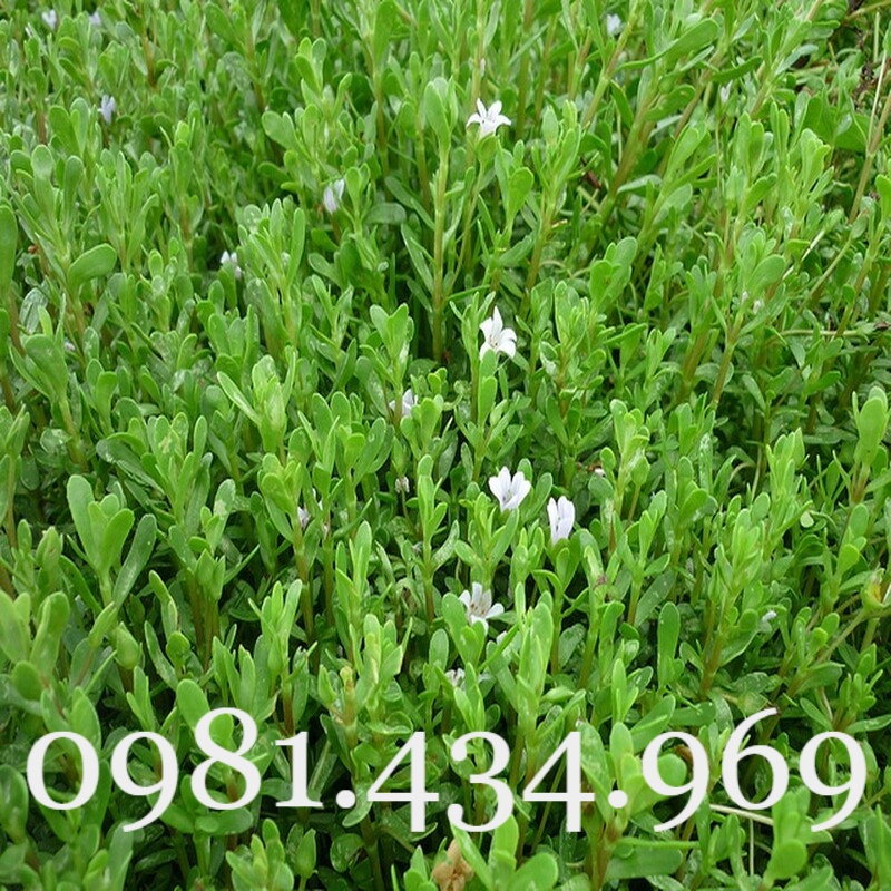 Rau Đắng Đất Khô 01KG Nguyên Chất Loại 01 Nhà Làm Tốt