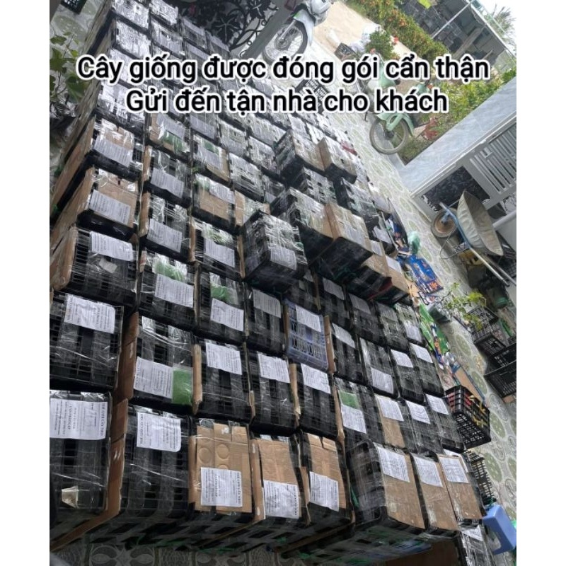 Cây Nho Giống Bailey  Siêu Trái Dễ Trồng - Cây Giống Tốt