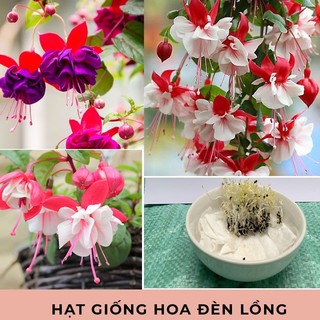 Gói 20 hạt giống hoa đèn lồng cánh kép, hạt giống hoa đèn lồng mix đủ màu - Hạt Giống Tốt