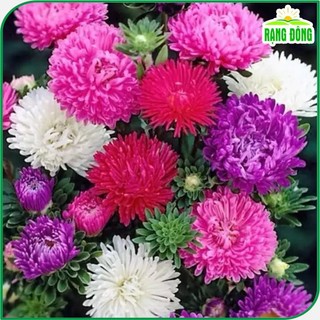 Hạt giống Hoa Cúc Công Chúa nhiều màu, hoa trồng chậu hoặc cắt cành Hạt giống Rạng Đông 803