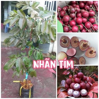 Cây giống Nhãn quả tím - Cây Giống Tốt