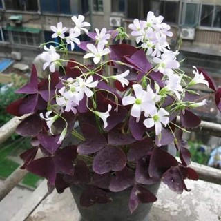 Củ hoa bướm đêm 1 củ - củ giống chuẩn