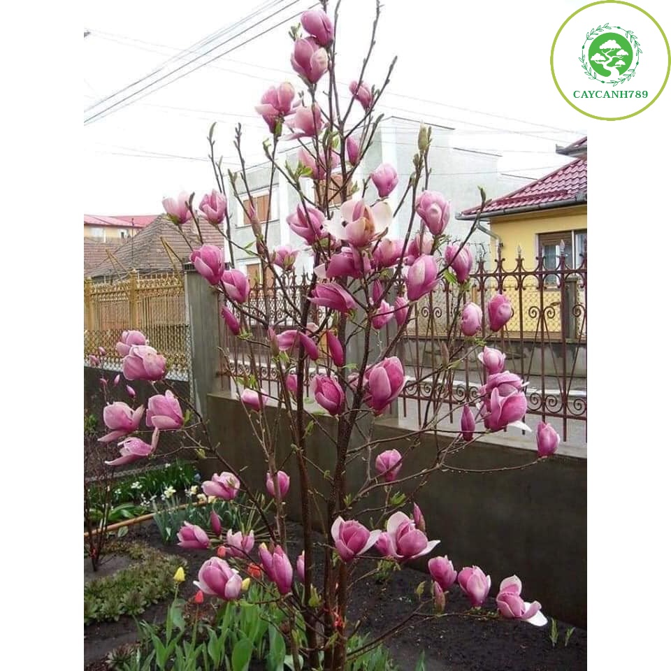 Cây hoa mộc lan _Cây giống chuẩn