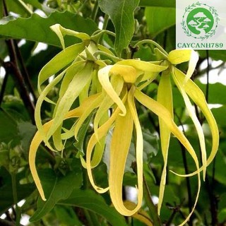 Cây giống hoa dẻ thơm 4 mùa