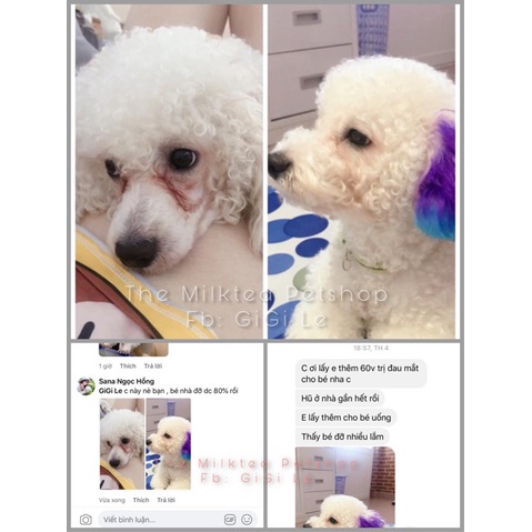 Combo loại bỏ thâm ố lông cho Chó Mèo