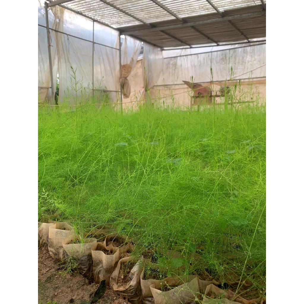 Cây giống Măng Tây xanh F1 trồng bầu cao 15-45cm