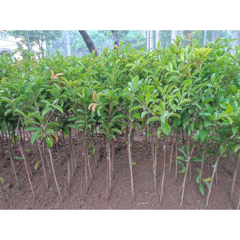 Cây giống hồng xiêm xoài, cây ghép loại bầu đất, cho quả trọng lượng to, vỏ mỏng, vị ngọt đậm - Cây Giống Tốt
