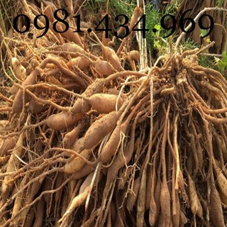 Sâm Dây Ngọc Linh 01KG