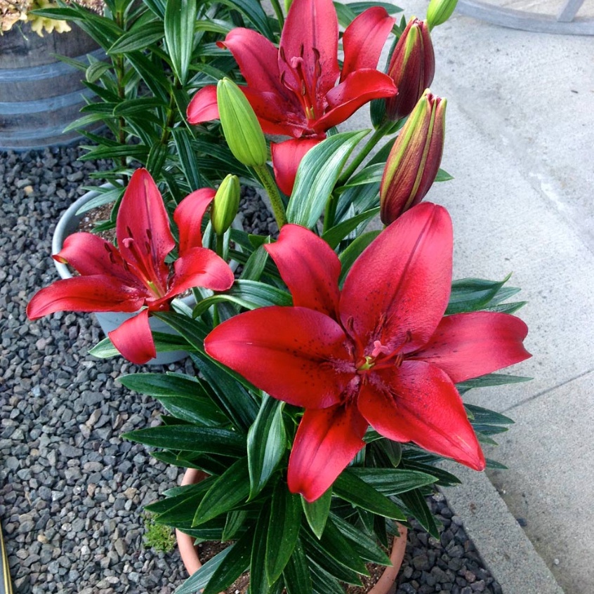 Củ hoa ly lùn sẵn mầm  - trồng 30 ngày ra hoa