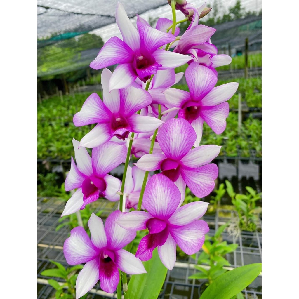 cây Hoa Lan Dendro Alba Thái Lan[ CÂY GIỐNG TÂY NGUYÊN )