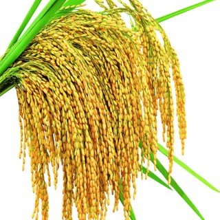 Hạt giống lúa nếp nhung năng suất cao túi 750g - Hạt Giống Tốt