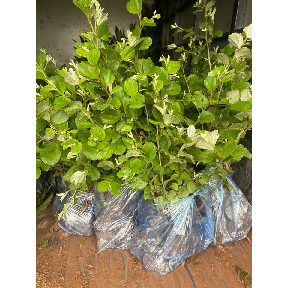CÂY GIỐNG TÁO THÁI LAN SIÊU TRÁI - CÂY GHÉP NHANH CHO TRÁI