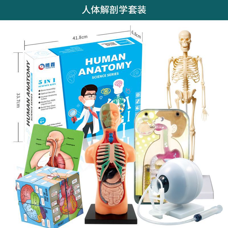 Mô hình 3D Giải Phẫu Cơ Thể Người Giáo Dục Sớm Montessori Phát Triển Tư Duy
