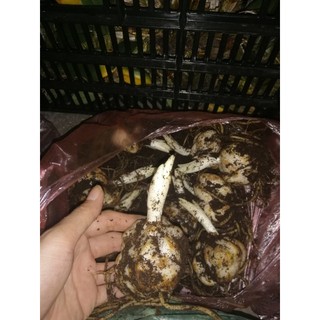 CỦ HOA LY LÙN MÀU TRẮNG TÍM