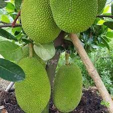 Giống mít thái quả siêu to - cây giống tốt