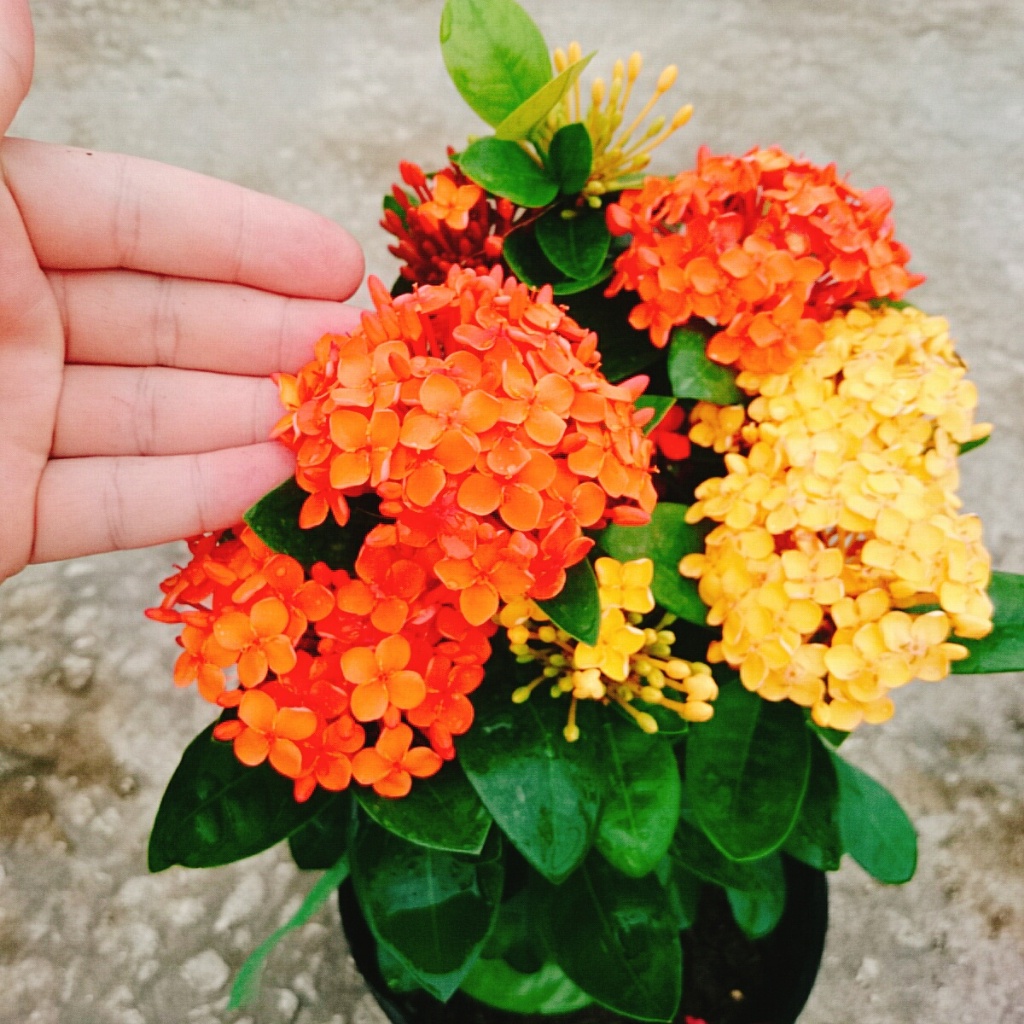 CÂY MẪU ĐƠN THÁI( BÔNG TRANG) 2 MÀU VÀNG ĐỎ