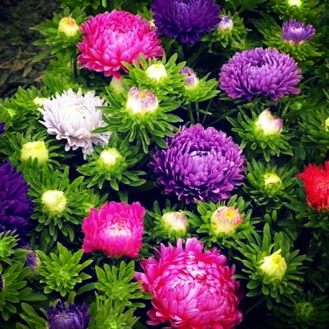 Hạt Giống Hoa Cúc Magic