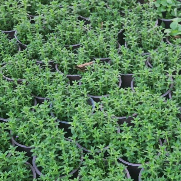 Rau chậu - Ngò om