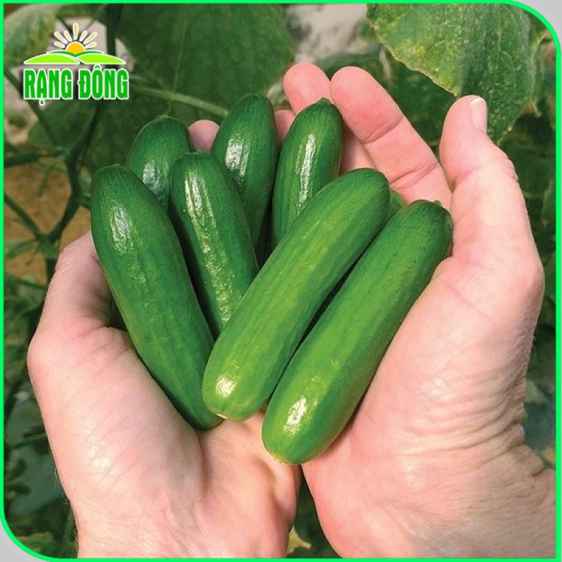 Hạt giống Dưa Leo Baby Lyssa - Dưa chuột chùm siêu trái, TỰ THỤ PHẤN, trồng quanh năm gói 5 hạt