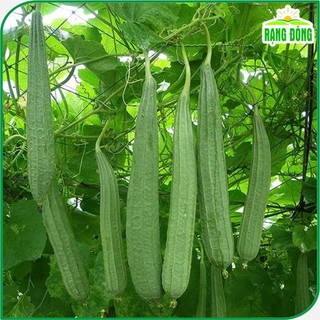 Hạt giống Mướp Khía trái dài, trồng quanh năm gói 1 gr