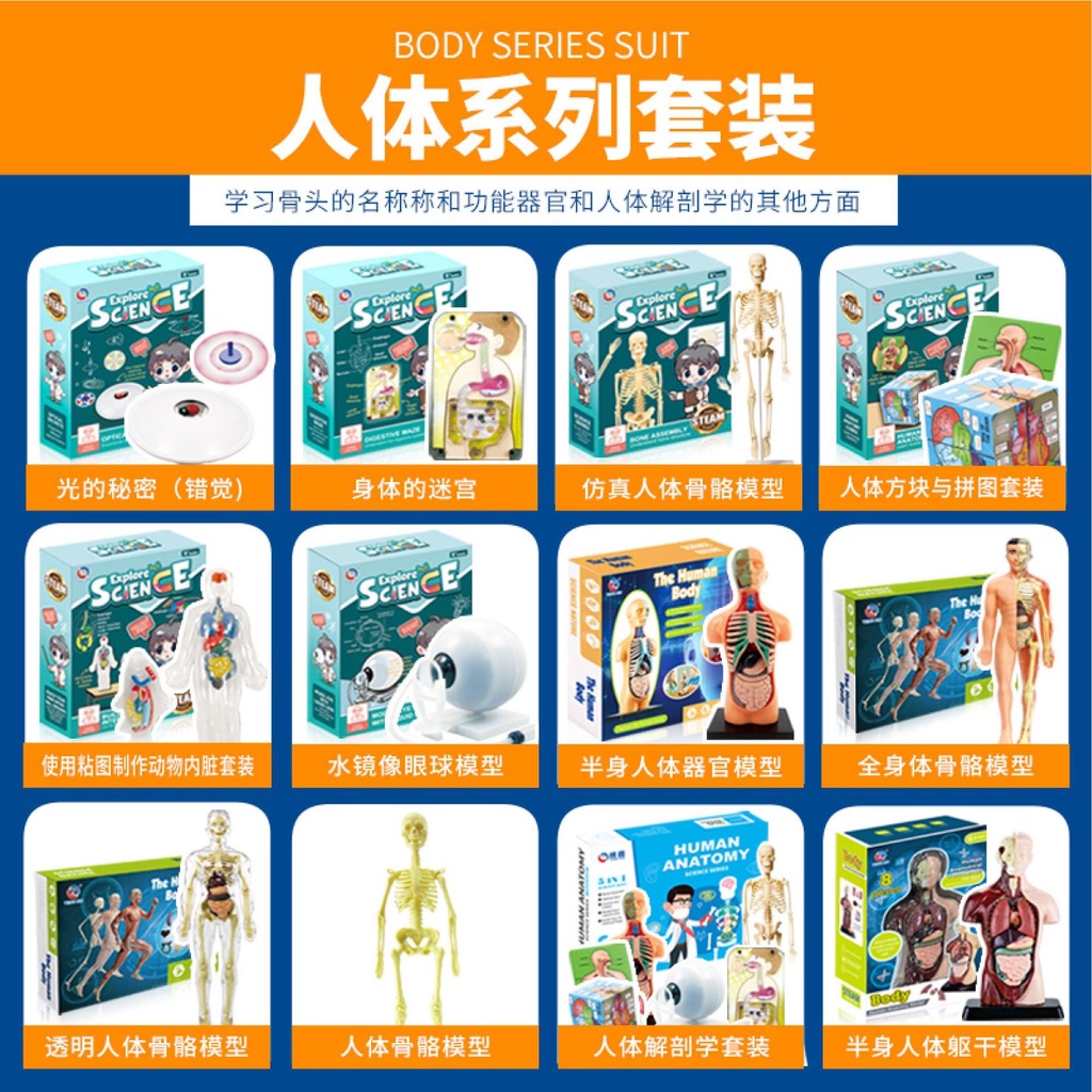 Mô hình 3D Giải Phẫu Cơ Thể Người Giáo Dục Sớm Montessori Phát Triển Tư Duy