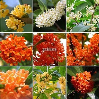 Hạt giống hoa Mộc Quế, hoa Mộc hương, mộc tê 10 hạt Osmanthus fragrans seeds - Hạt Giống Tốt