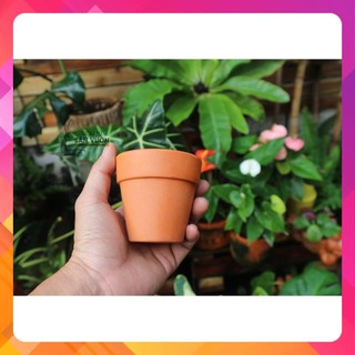 COMBO 6 CHẬU LY GỜ (Basic) 8cm. Gốm đất nung xuất xứ Bình Dương