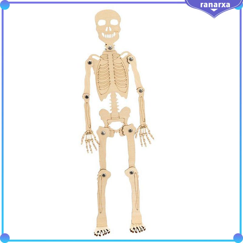 Mô Hình Bộ Xương Người Bằng Chất Liệu Bền Giáo Dục Cho Bé