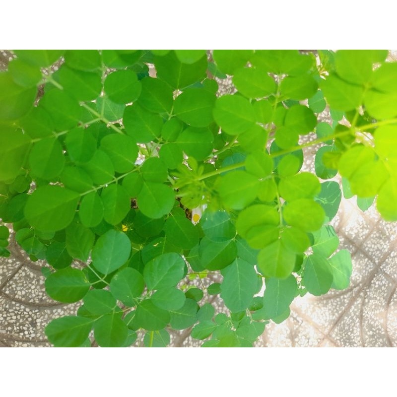 Chậu cây giống rau chùm ngây,