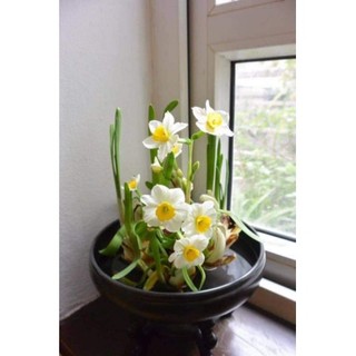 Củ giống hoa thủy tiên( củ nhỏ củ giống) - Củ Giống Chuẩn