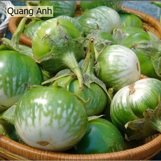 Hạt giống Cà Dĩa Sọc Xanh, Cà Dĩa Da ếch trái to, dễ trồng