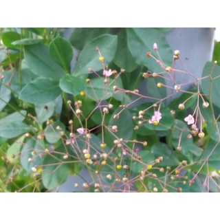 [MUA 2 TẶNG 1] Hạt giống Rau Sâm đất(thổ sâm)ăn lá lấy củ làm thảo dược.