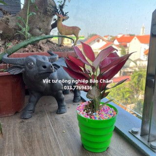 🔥⚡️ RẺ VÔ ĐỊCH 💥 CHẬU NHỰA TRÒN TRỒNG SEN ĐÁ