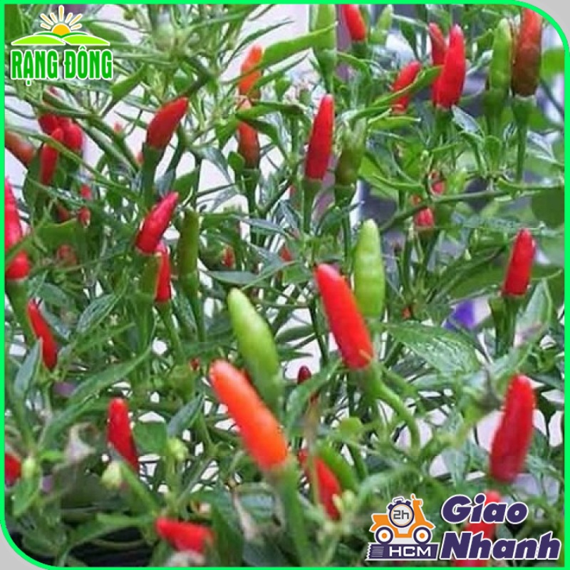 Hạt giống Ớt Xiêm Rừng siêu cay 377, trái say, trồng quanh năm