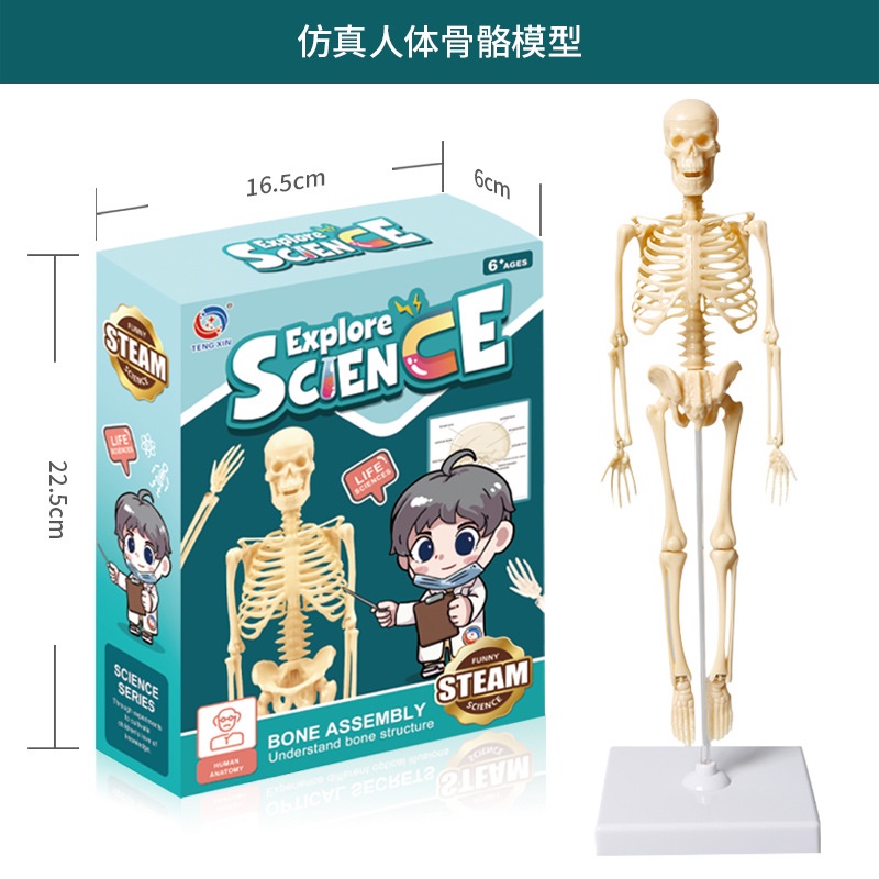 Mô hình 3D Giải Phẫu Cơ Thể Người Giáo Dục Sớm Montessori Phát Triển Tư Duy