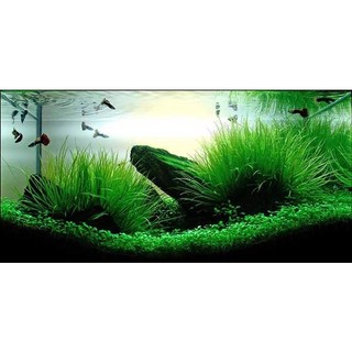 Hạt giống cỏ lúa thủy sinh ( gói 10g ) - Hạt Giống Tốt