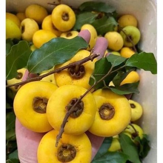 Cây giống thị - Cây Giống Tốt