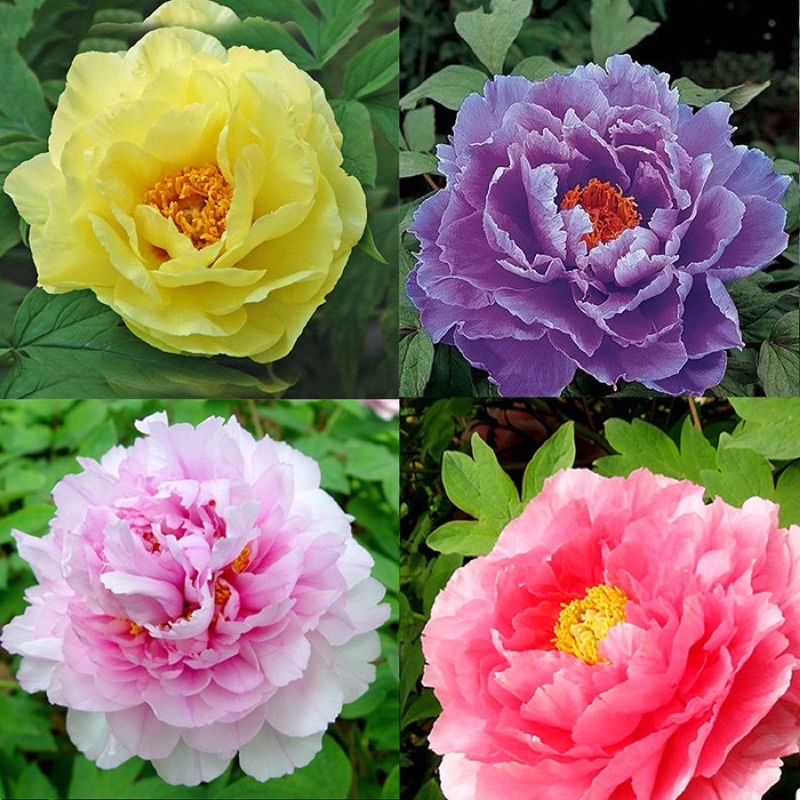 Củ Hoa Mẫu Đơn Cánh Kép Nhiều Màu, Củ Cây Hoa Mẫu Đơn Đã Nảy Nhiều Mầm - Bông To Siêu Hoa