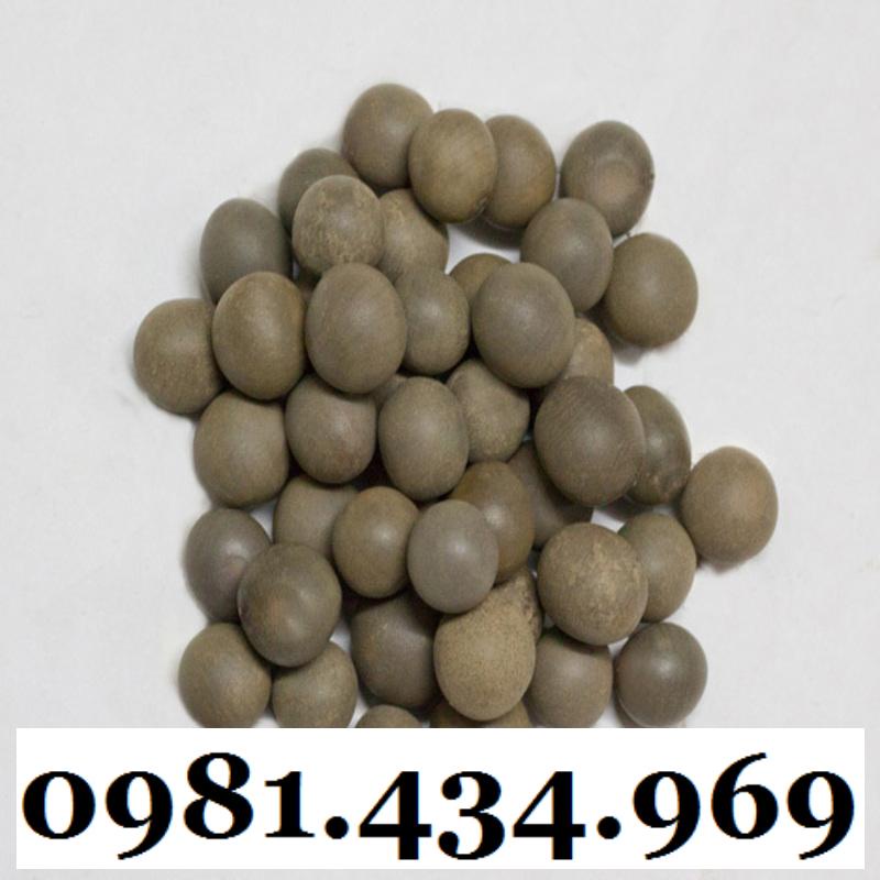 Hạt Cây Vuốt Hùm  Khô 500G Tốt Mới