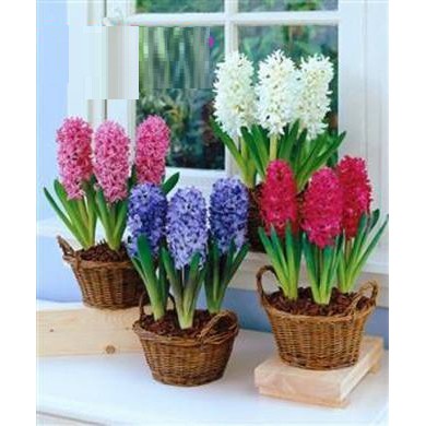 Củ giống hoa tiên ông hoa màu trắng - 1 củ