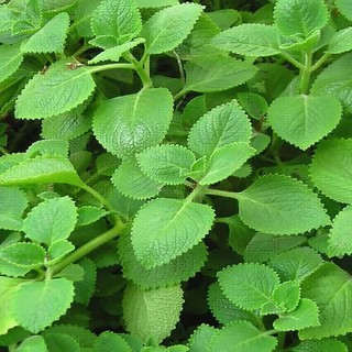 Gói 100 hạt giống cây húng chanh - Hạt Giống Tốt