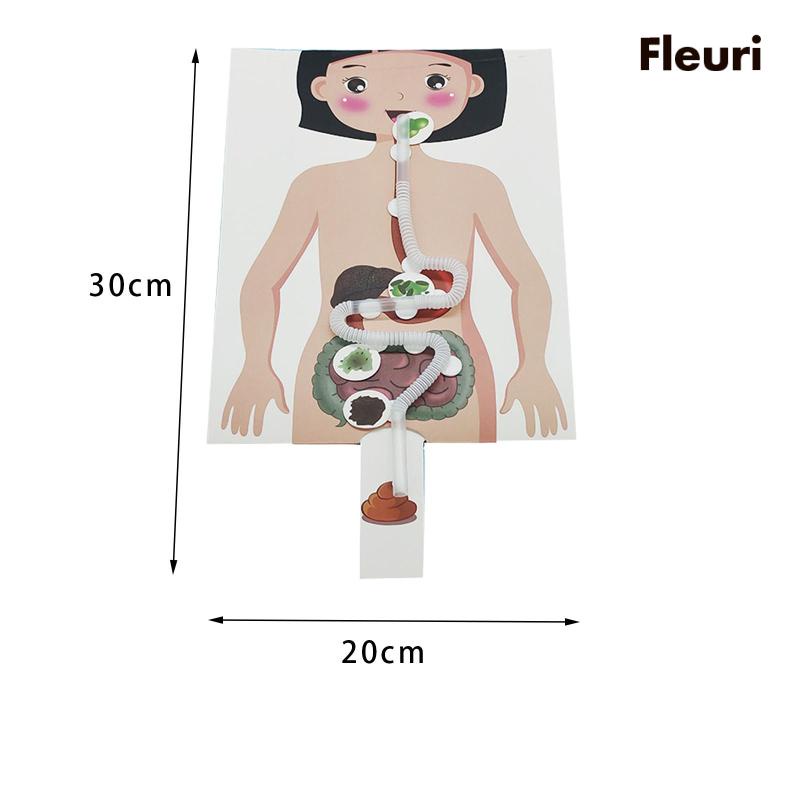 Hệ Thống Tiêu Hóa Con Người Sáng Tạo Cho Các Bộ Phận Mô Phỏng Cơ Thể Người Và Cô Gái