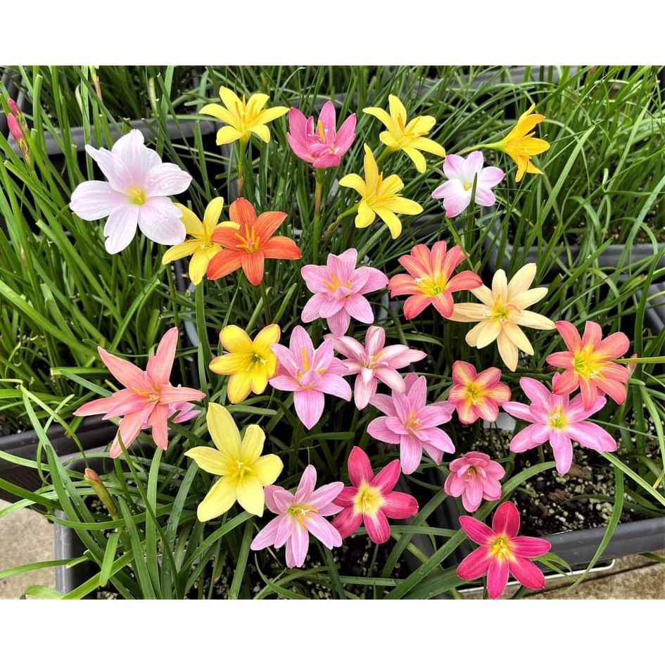 Củ hoa huệ mưa ngoại siêu hoa Úc,Thái Lan nhiều màu, size hoa_Củ tóc tiên ngoại siêu dễ sống hoa chuẩn vào tết 2024