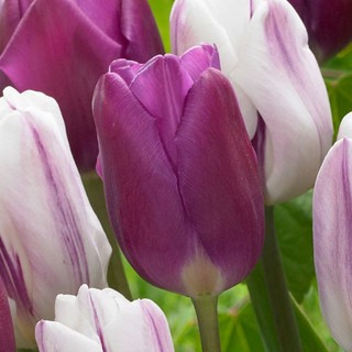 CỦ HOA TULIP MÀU TÍM ( 20 NGÀY RA HOA)