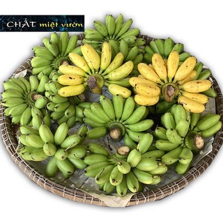 Chuối cau giống siêu trái (cây cao 30-60cm)