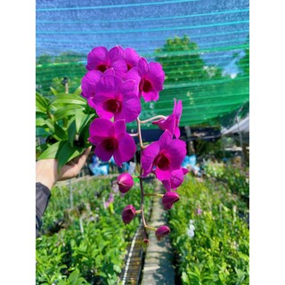 Denro mini hồng bông to nhập thái rất đẹp đang nụ