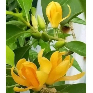 Cây Ngọc Lan hoa vàng, hoa trắng _Cây giống chuẩn