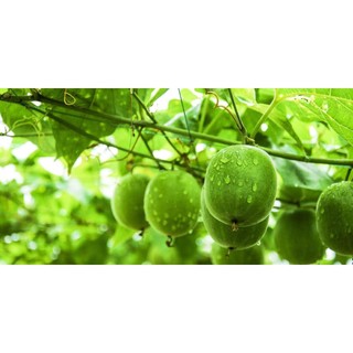Cây giống la hán quả