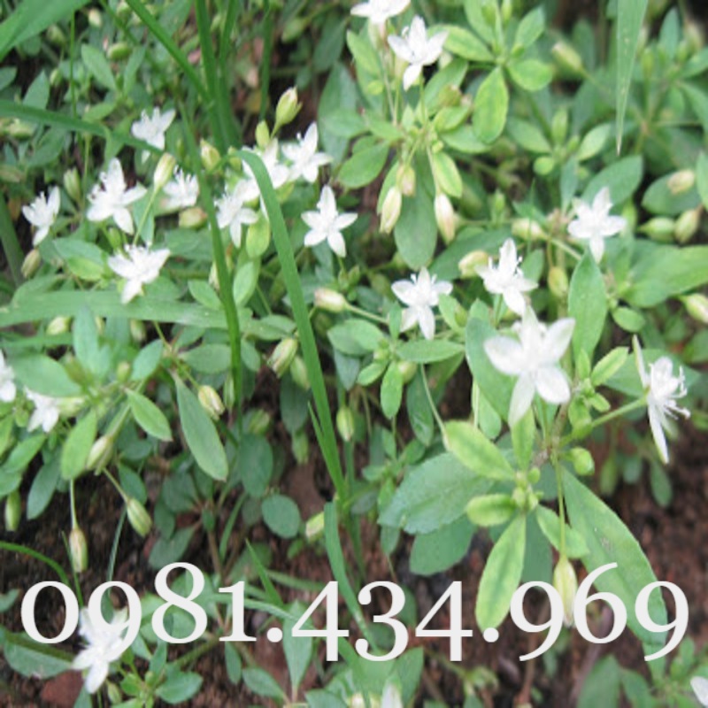 Rau Đắng Đất Khô 01KG Nguyên Chất Loại 01 Nhà Làm Tốt