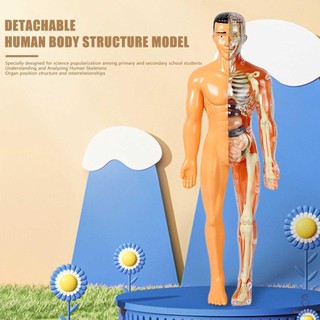 Mô hình bộ xương cơ thể người 3d